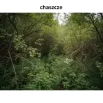 Chaszcze Czy Haszcze?