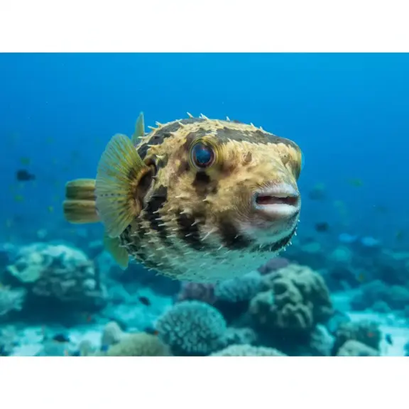 glob fish