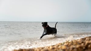 Zalety lokalizatora GPS dla aktywnych psów okalizator gpsd lapsa