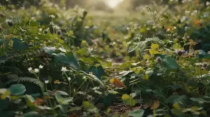 Habazie Czy Chabazie? - Która Forma Jest Poprawna Habazie Czy Chabazie?